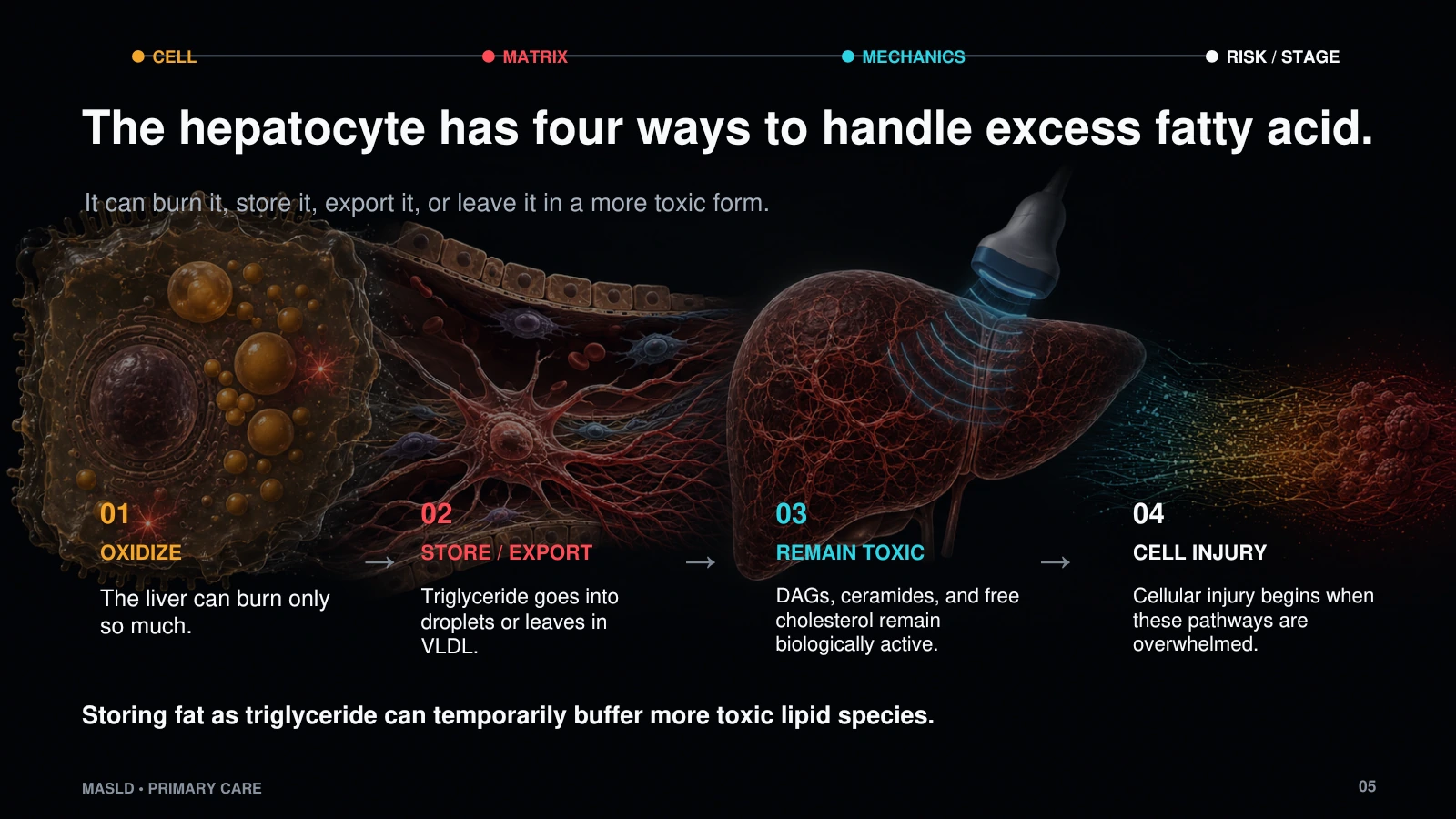 Slide 5: The hepatocyte has four ways to handle excess fatty acid.