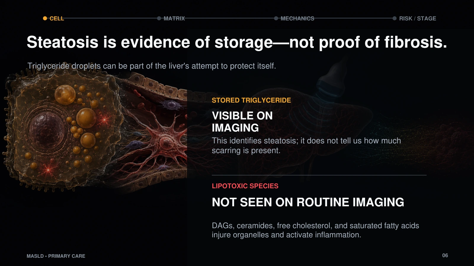 Slide 6: Steatosis is evidence of storage, not proof of fibrosis.