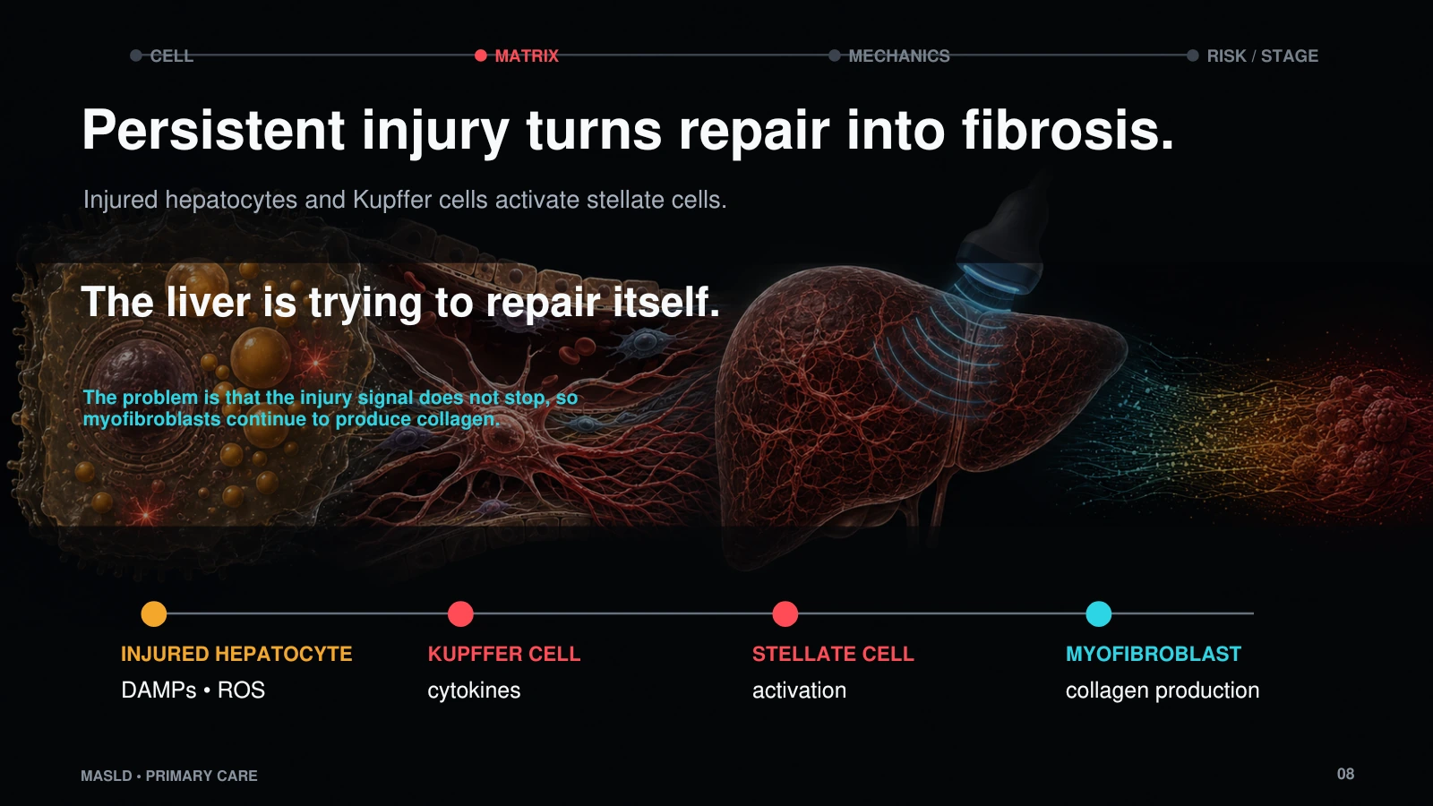 Slide 8: Persistent injury turns repair into fibrosis.