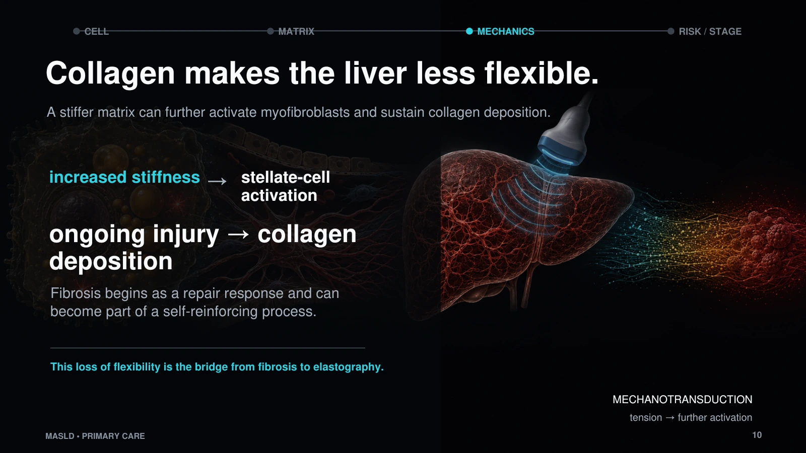 Slide 10: Collagen makes the liver less flexible.